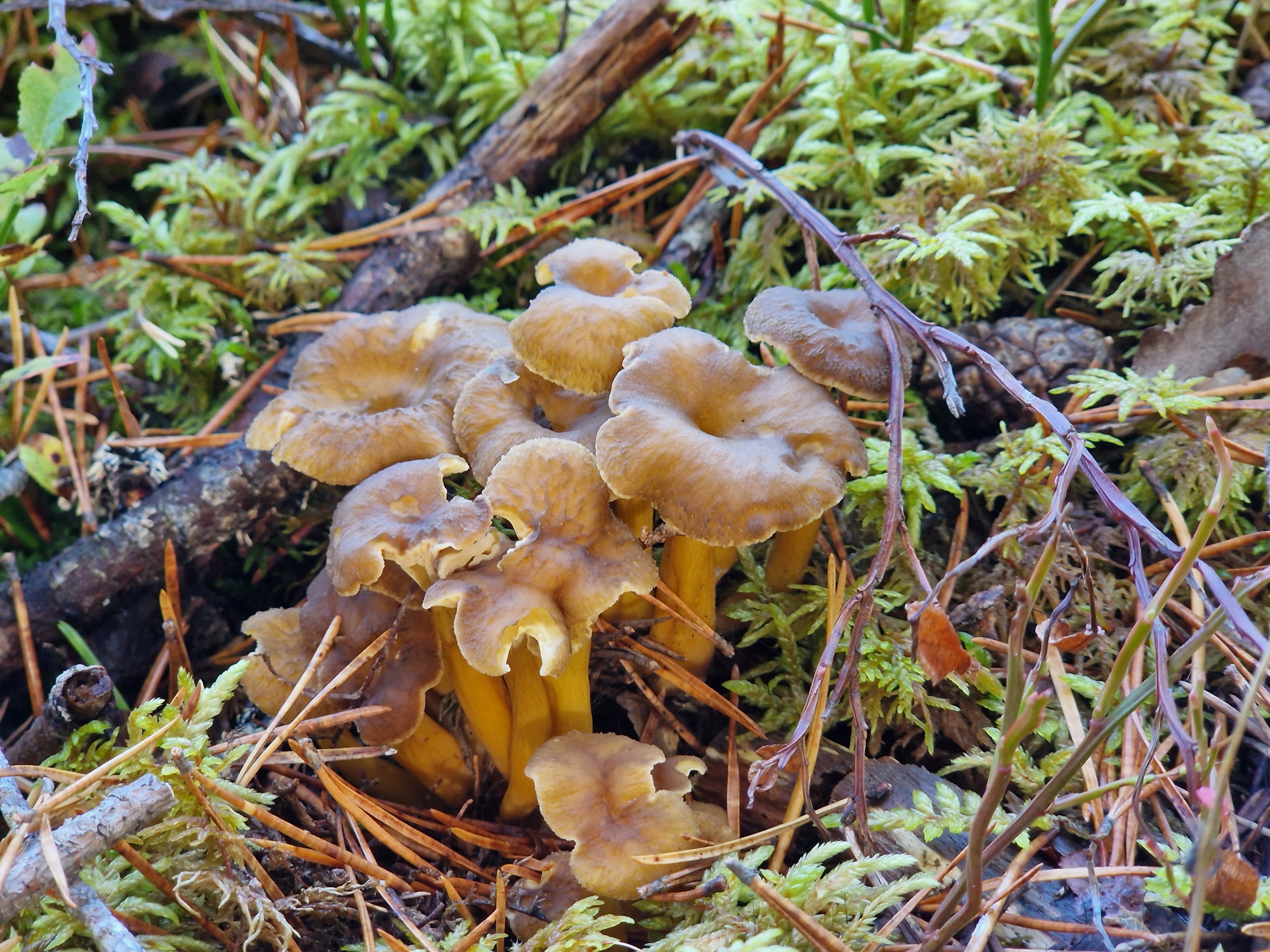 Siste innspurt i Lill-O-Dilten og Minidilten!